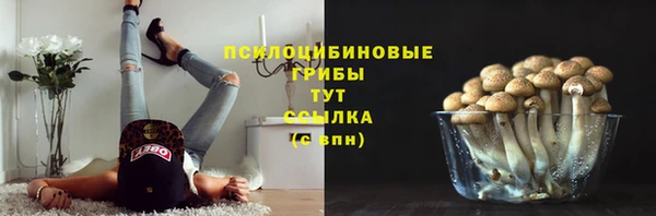 прущие грибы Волоколамск